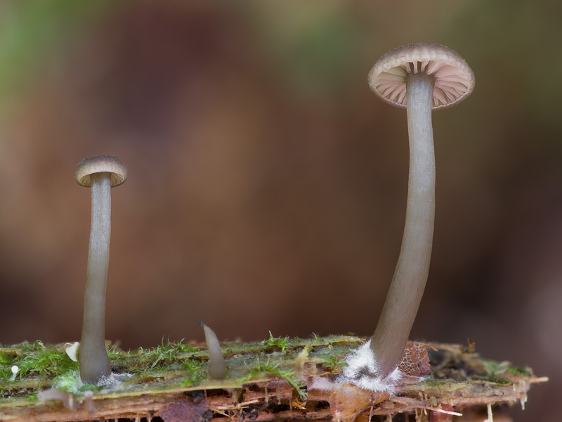 Omphalina epichysium